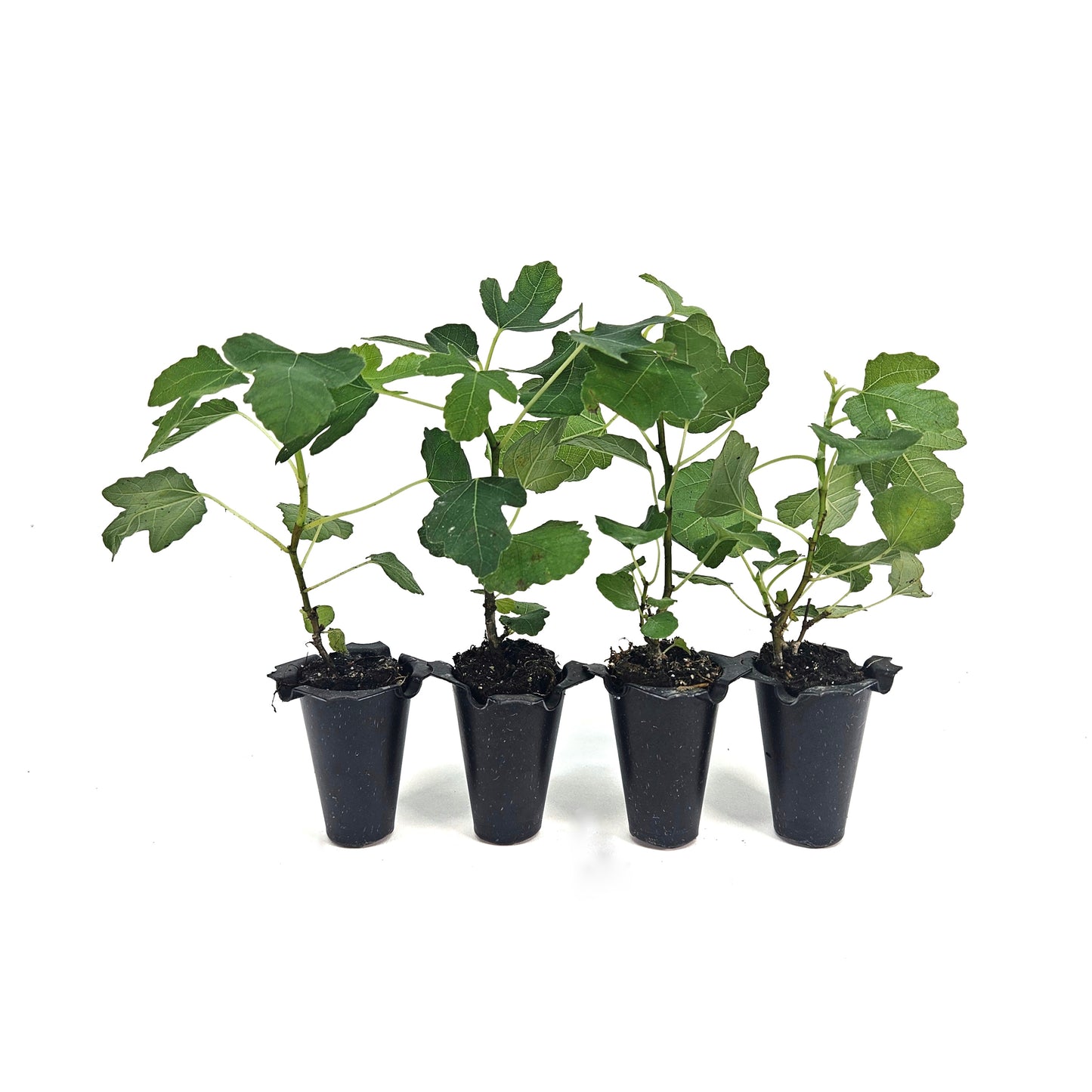 Set of 4 Olympian Fig Starter Plants