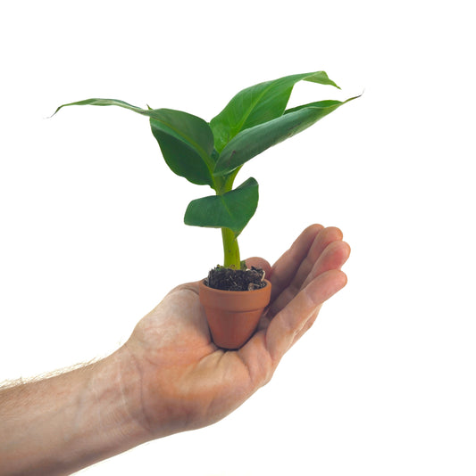 Banana Starter Plant - World's Smallest, 'Truly Tiny' Variety