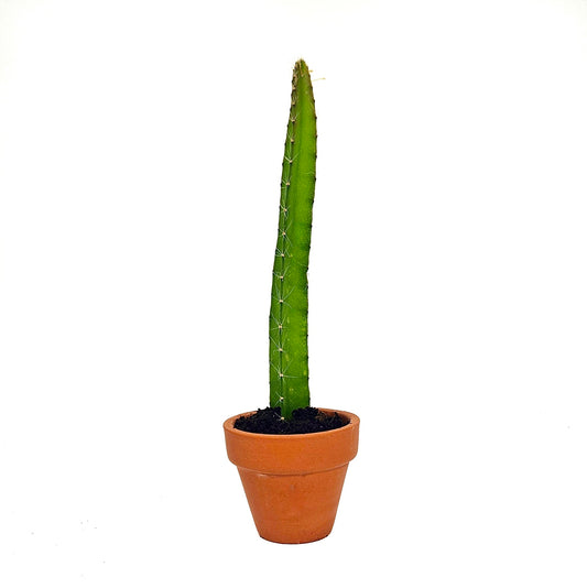Yellow Dragon Fruit Starter Plants