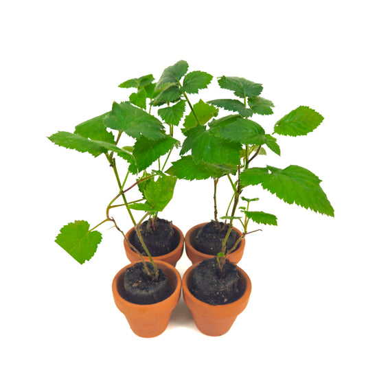 Set of 4 "Big Daddy" Blackberry Starter Plants
