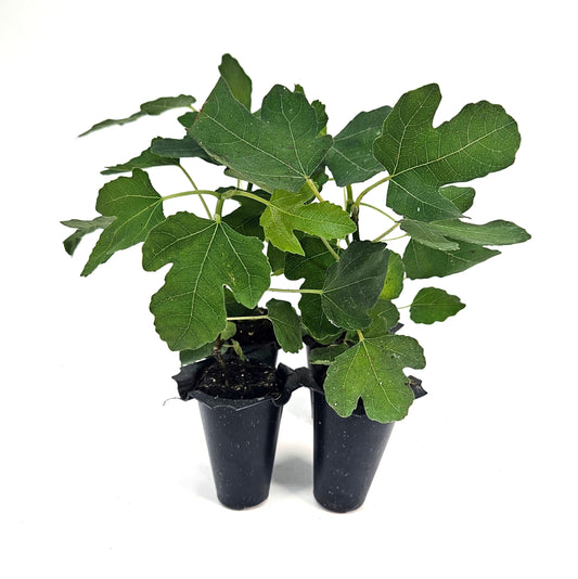 Set of 4 Olympian Fig Starter Plants