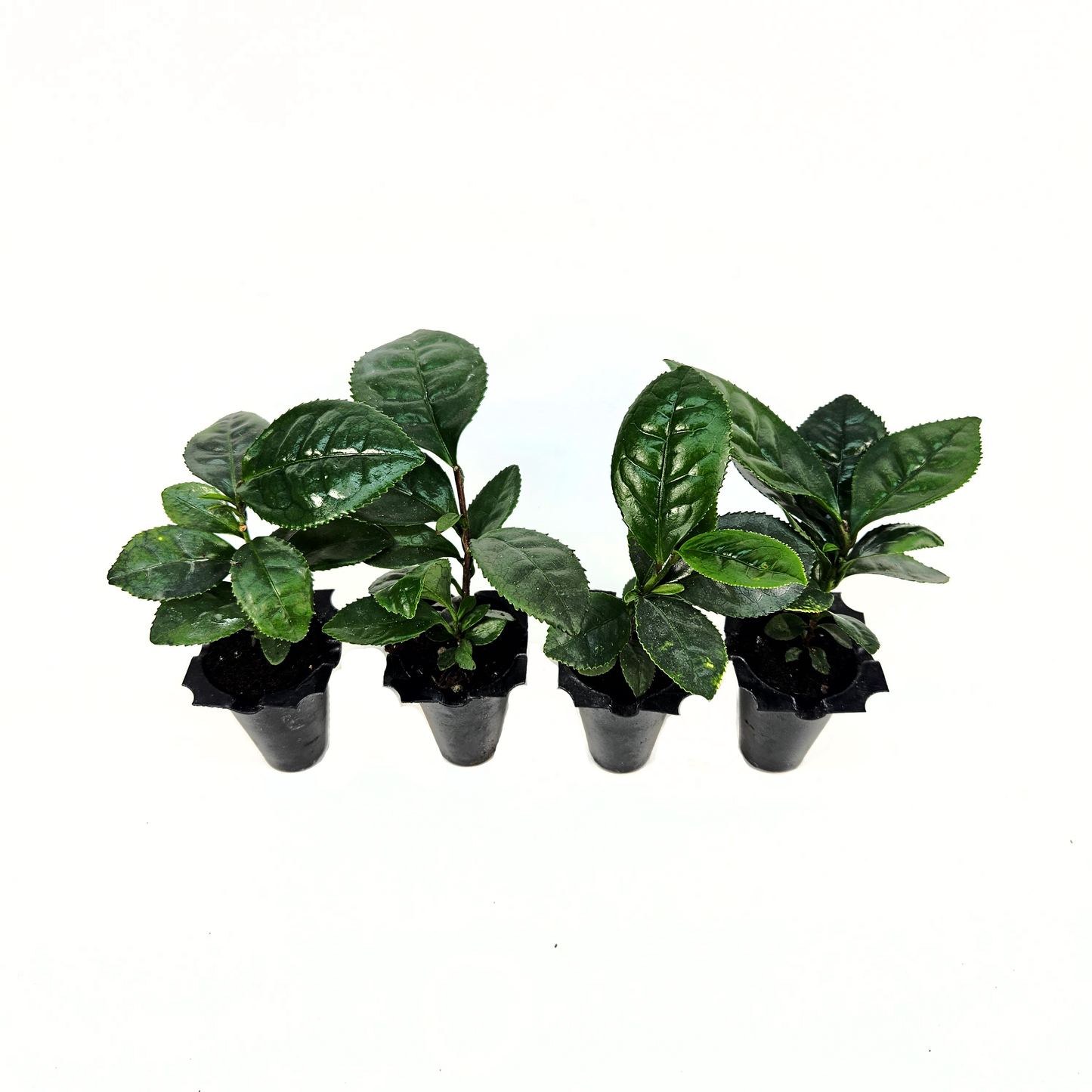 Camellia Large Leaf Green Tea Plant, Caffeinated Tea, Tea Plant