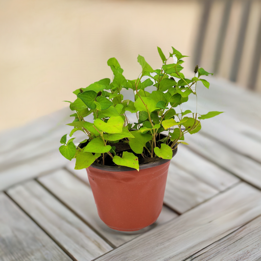 Fish Mint Plant, Fish Herbs, Asian Mint, Vietnamese Cooking