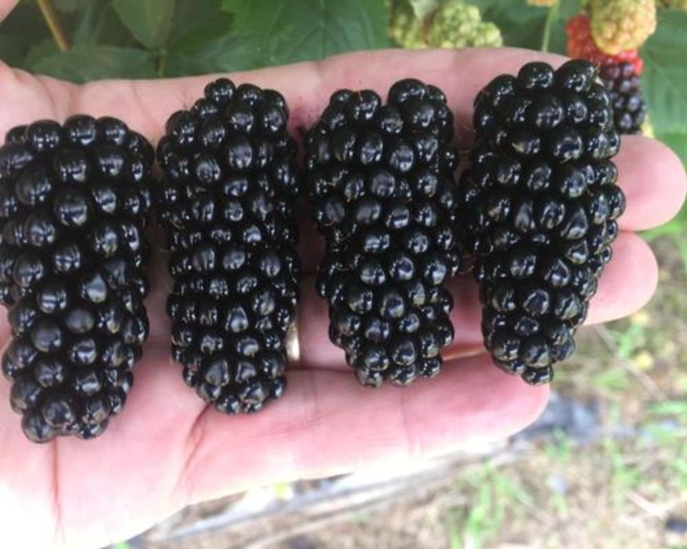 Set of 4 "Big Daddy" Blackberry Starter Plants