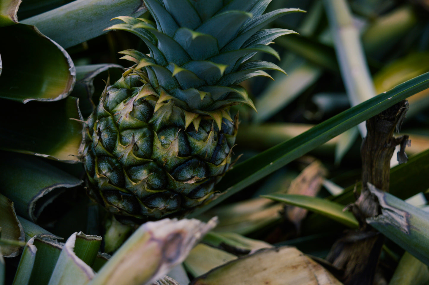 4 Sugarloaf Pineapple Starter Plants