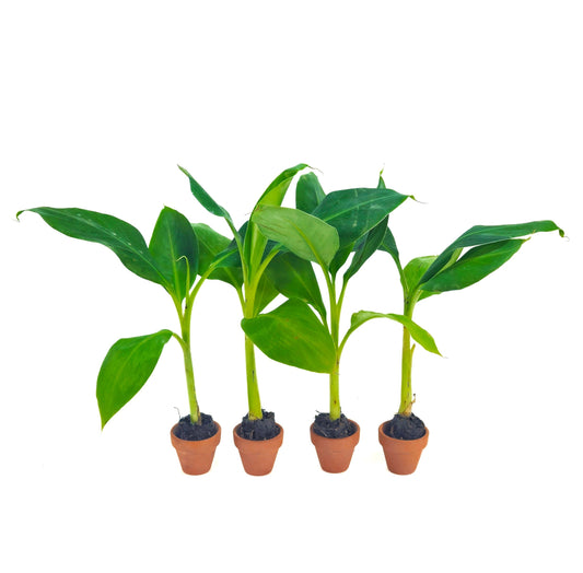 Set of 4 Gran Nain Banana Plants (Musa acuminata ‘Gran Nain’)
