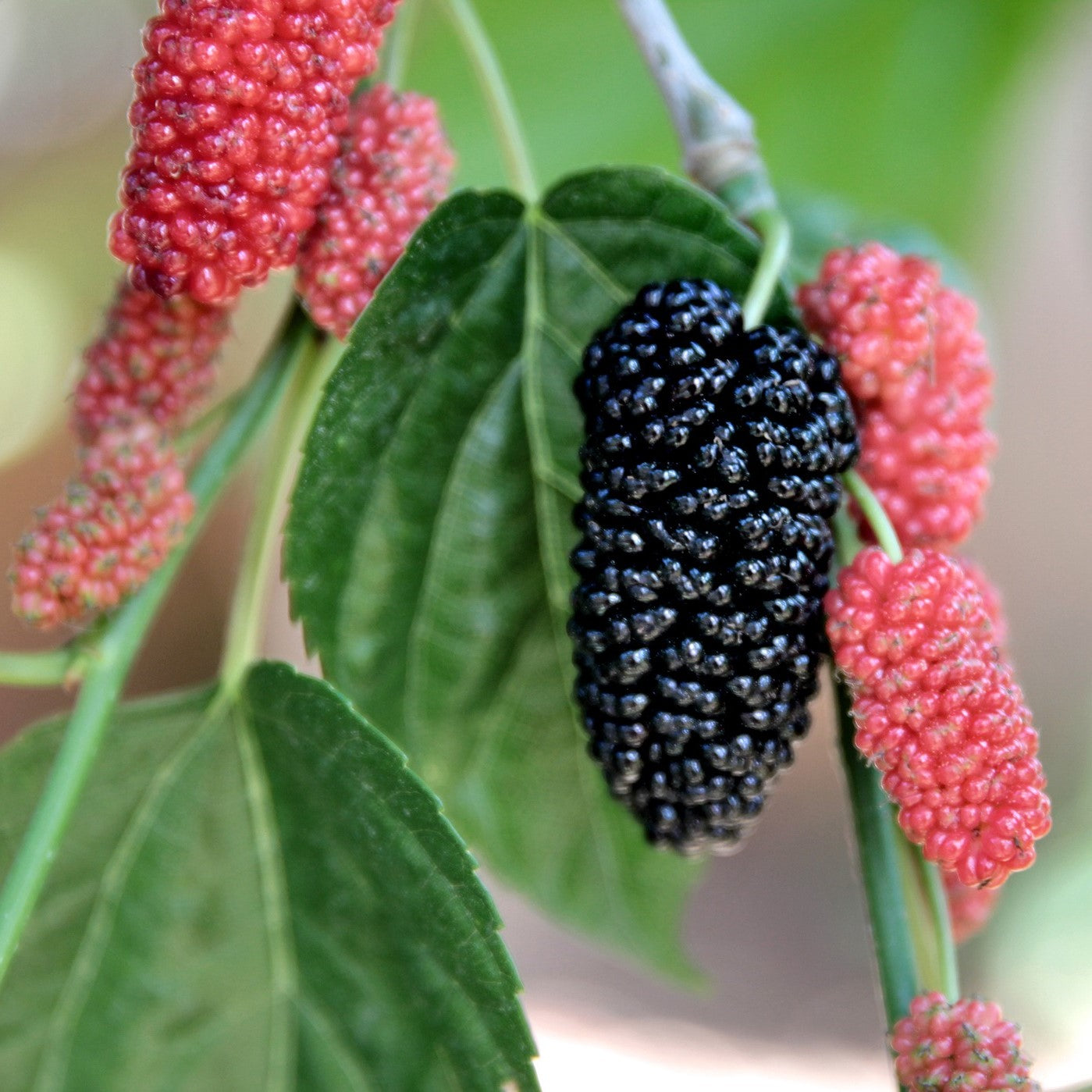 Dwarf Everbearing Mulberry - Set of 4 Starter Plants, Mulberry Bush, USA Mulberry