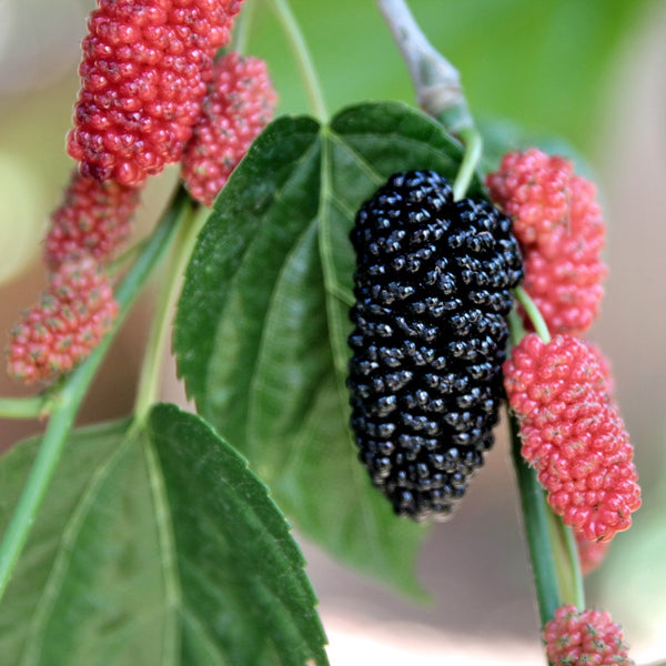 Dwarf Everbearing Mulberry - Set of 4 Starter Plants