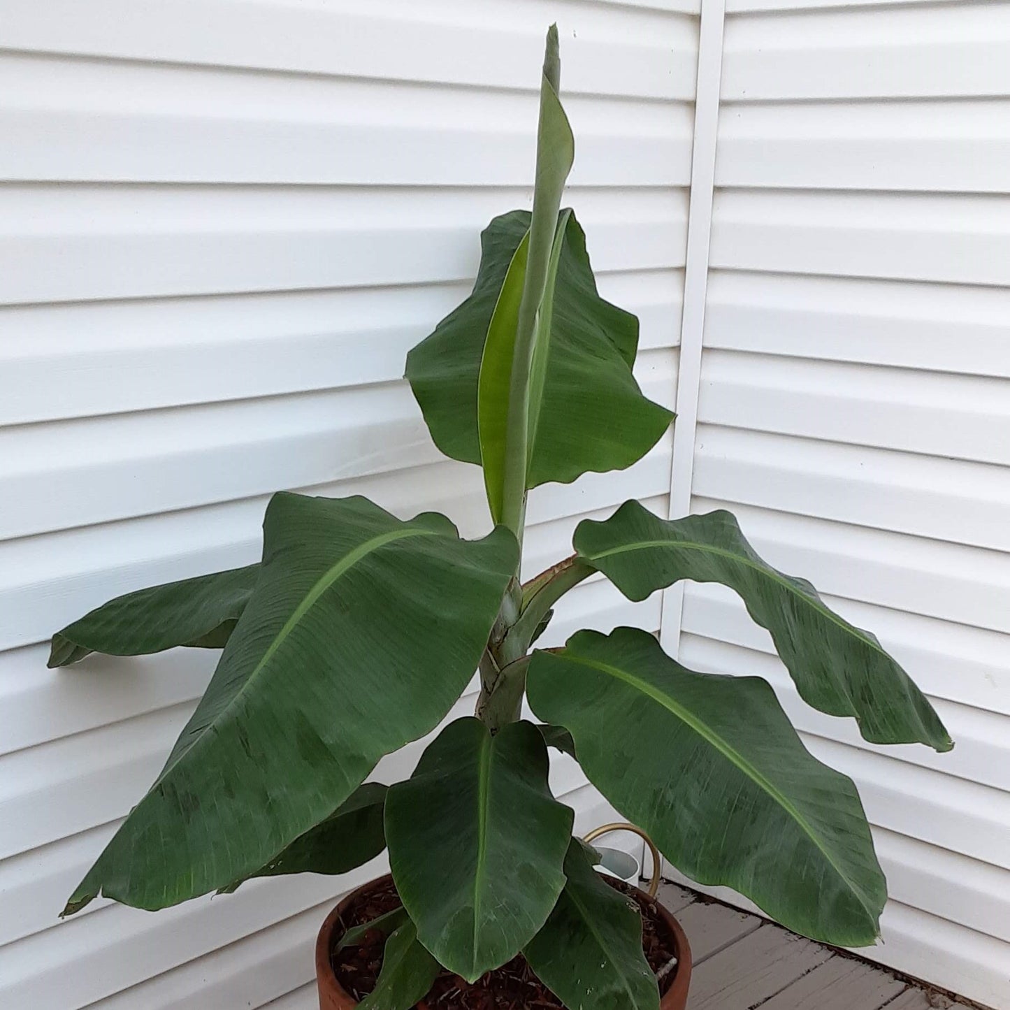 Dwarf Cavendish Banana (Six Inch Pot) | Bananas | Banana Tree
