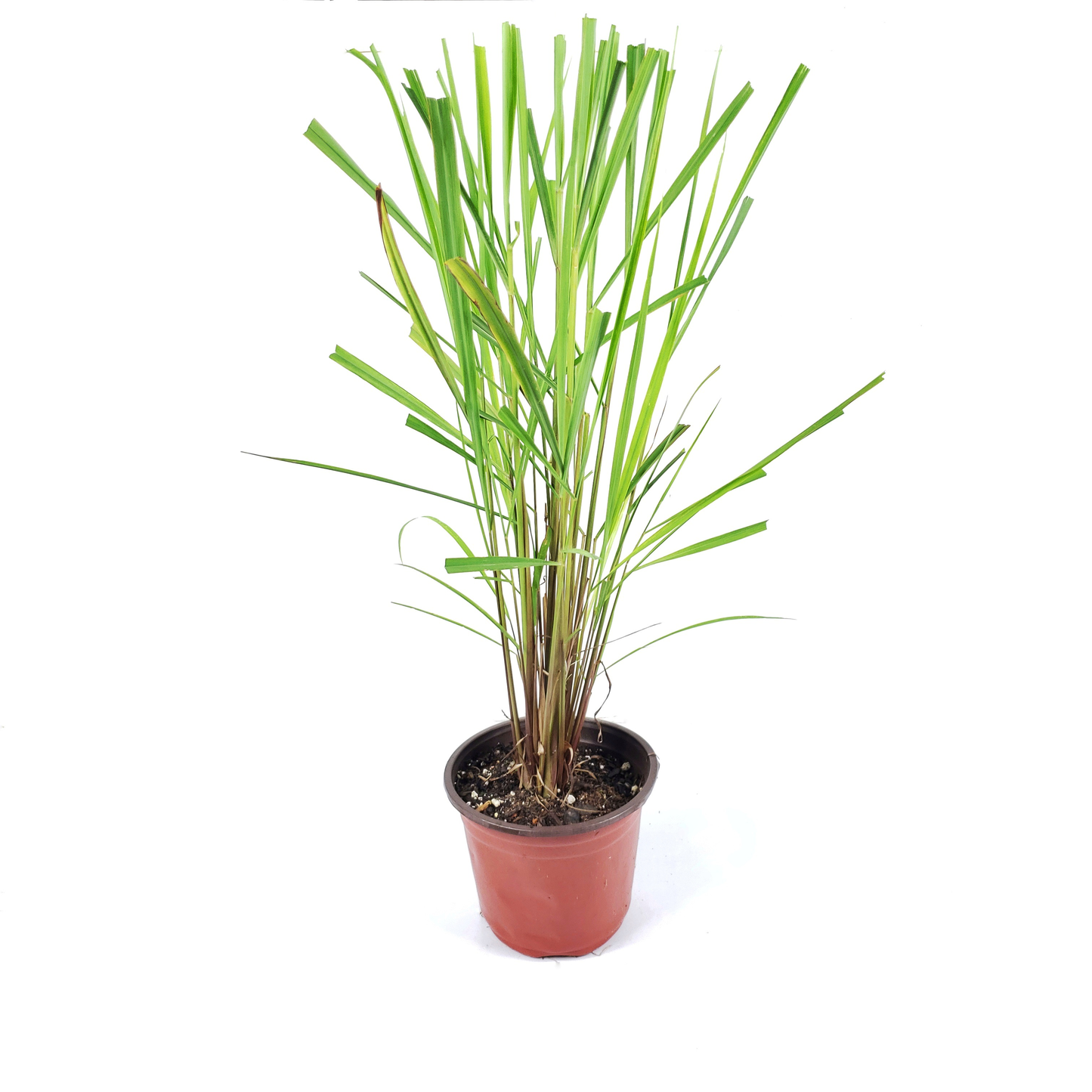 Lemon Grass