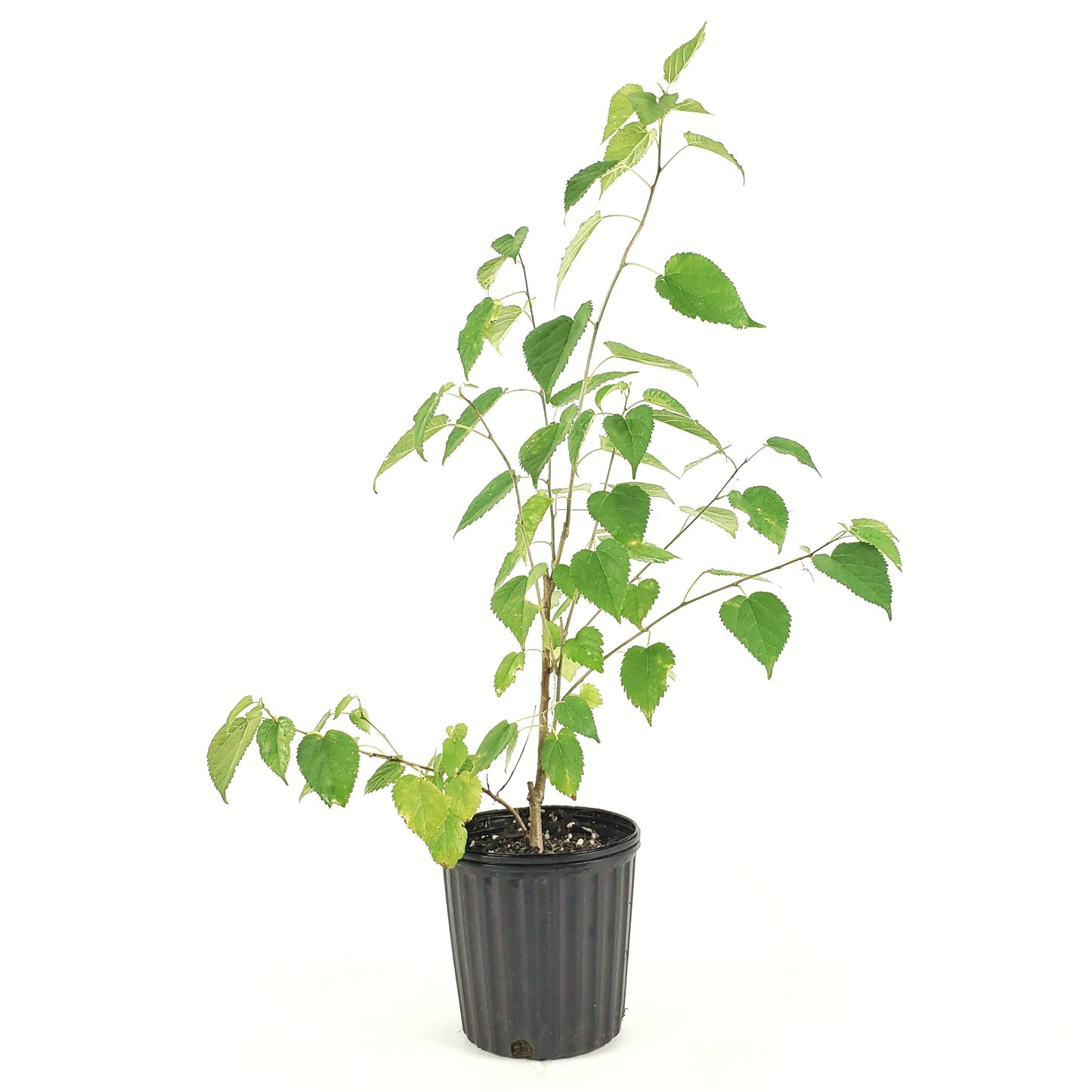 Dwarf Ever-Bearing Mulberry (Six Inch Pot), Mulberry Bush, USA Mulberry