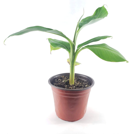 Dwarf Cavendish Banana (Six Inch Pot) | Bananas | Banana Tree