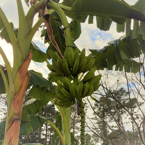 Plantain (Cooking Banana)