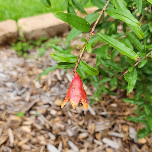 Salavatski Hardy Pomegranate