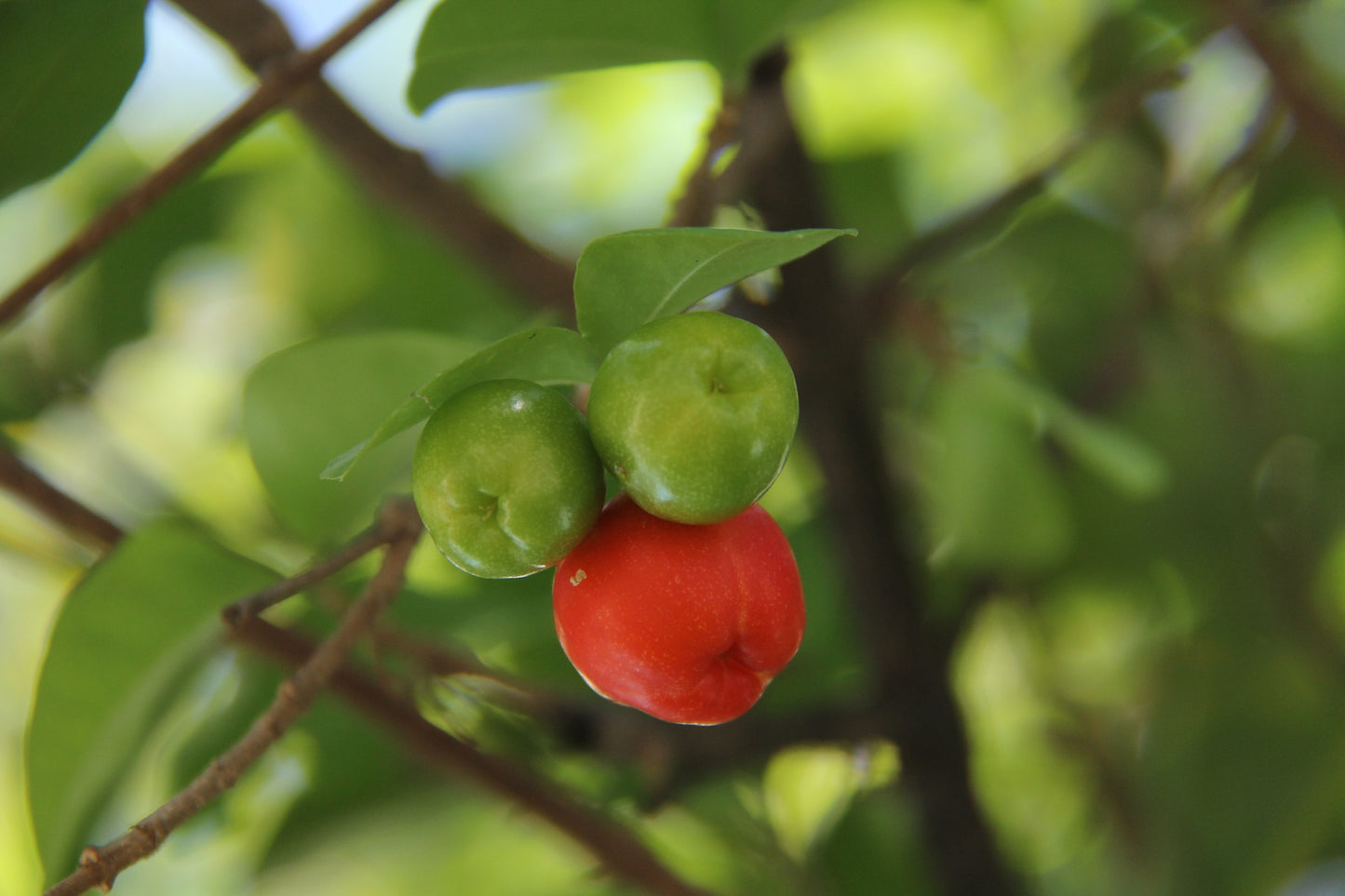 Acerola Cherry Tree, Barbados Cherry, Edible Cherries, Perennial Fruit Tree