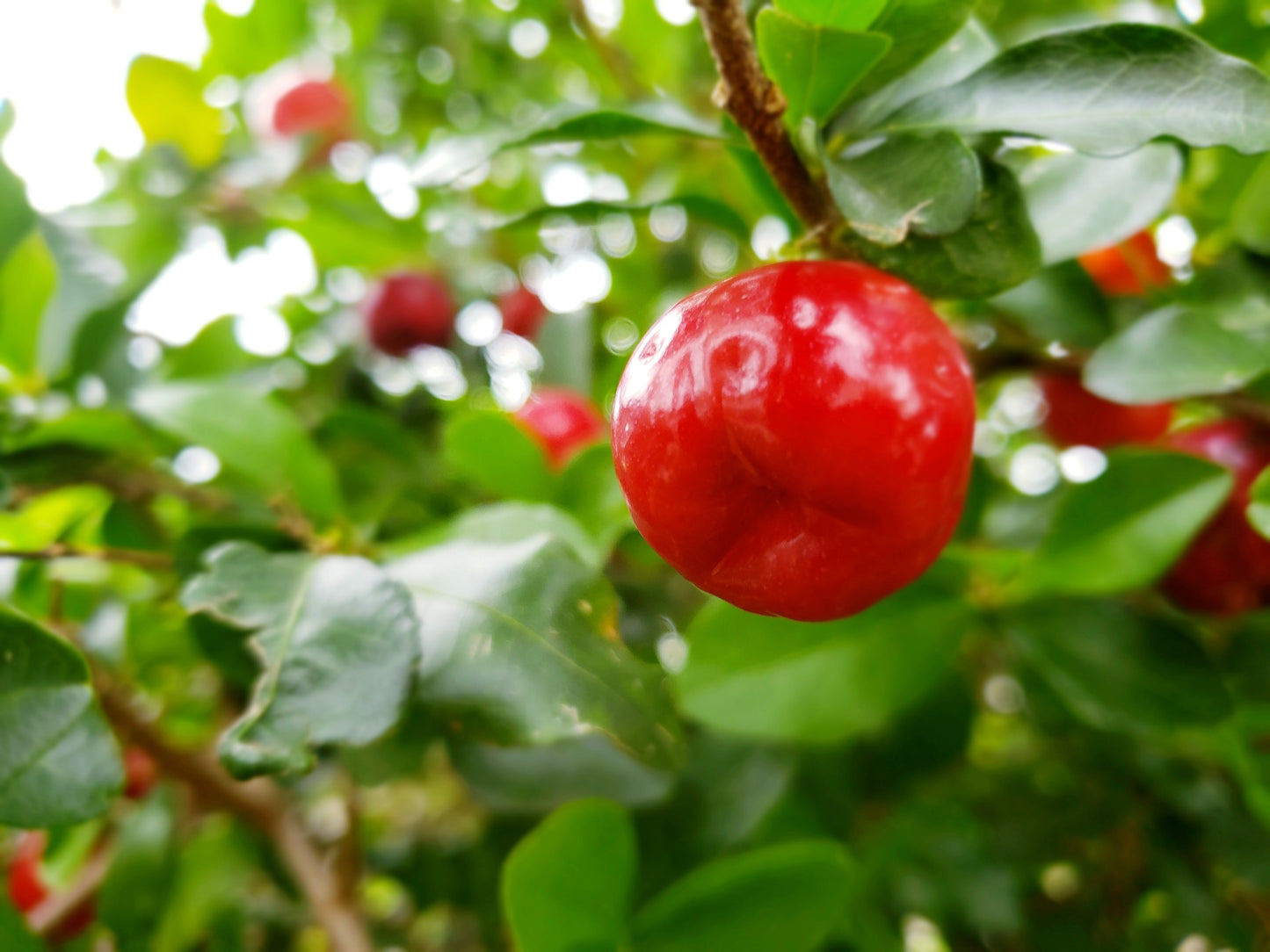 Acerola Cherry Tree, Barbados Cherry, Edible Cherries, Perennial Fruit Tree