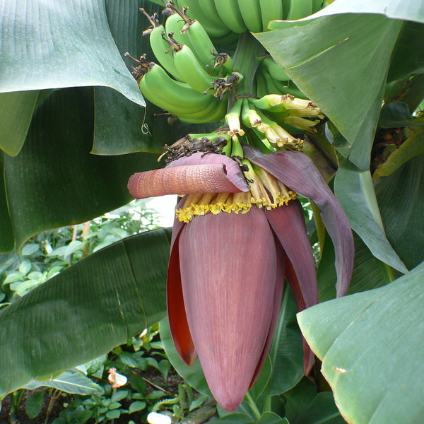 Dwarf Cavendish Banana (six inch pot)