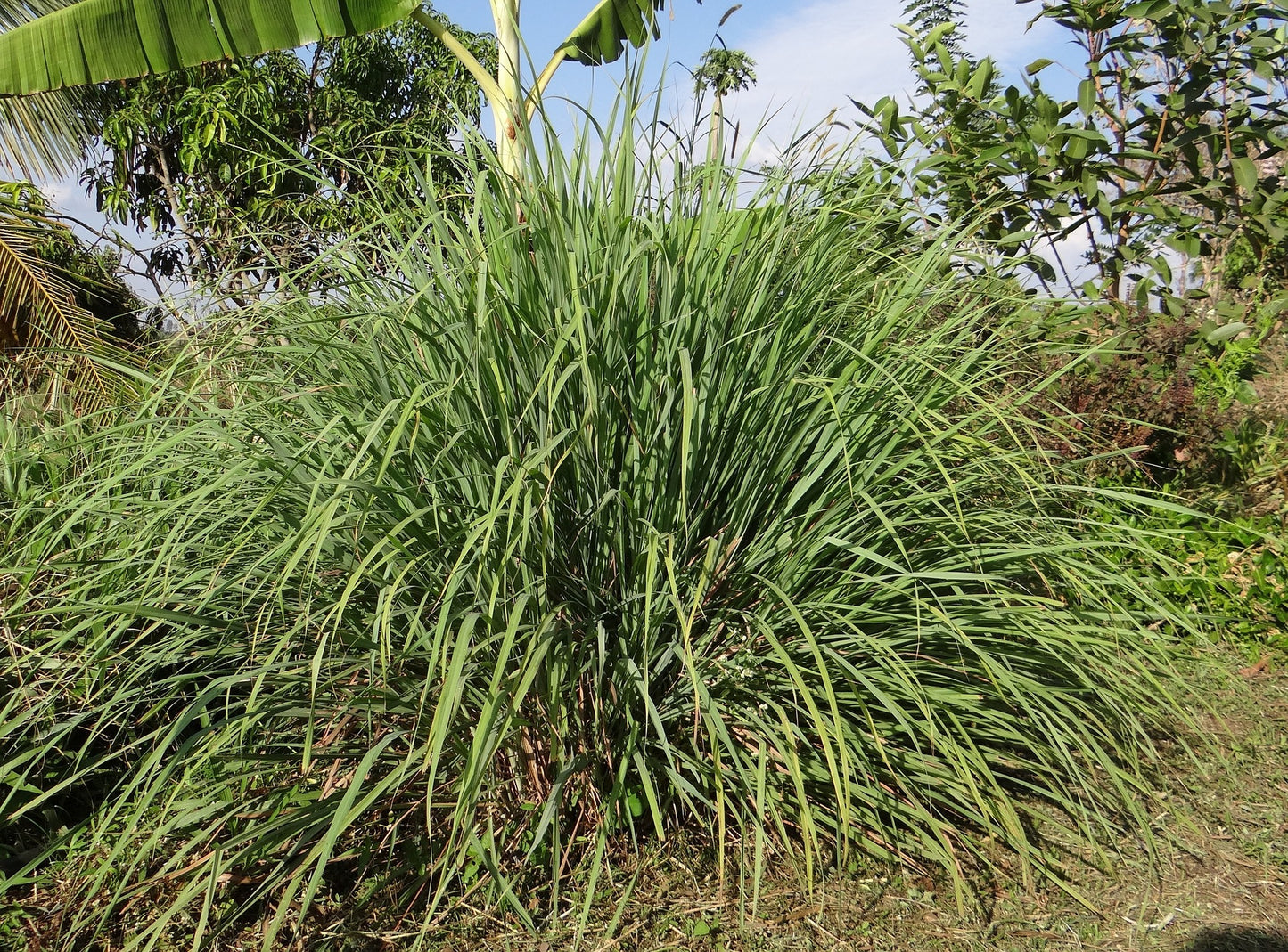 Lemon Grass